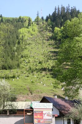 Staré Hory, 2.5.2012
Vrch Klopačka - západní svah.
Klíčová slova: Staré Hory vrch Klopačka Cucujus haematodes