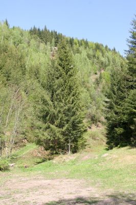 Staré Hory, 2.5.2012
Veľká Zelená.
Schlüsselwörter: Staré Hory Veľká Zelená Ctenicera heyeri virens Anostirus purpureus