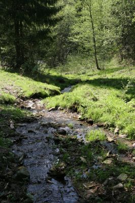 Staré Hory, 2.5.2012
Veľká Zelená.
Klíčová slova: Staré Hory Veľká Zelená Ctenicera heyeri virens