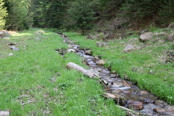 Staré Hory, 2.5.2012
Veľká Zelená.
Klíčová slova: Staré Hory Veľká Zelená Ctenicera heyeri virens