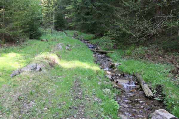 Staré Hory, 2.5.2012
Veľká Zelená.
Klíčová slova: Staré Hory Veľká Zelená Ctenicera heyeri virens