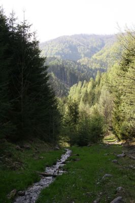 Staré Hory, 2.5.2012
Veľká Zelená.
Klíčová slova: Staré Hory Veľká Zelená Ctenicera heyeri virens