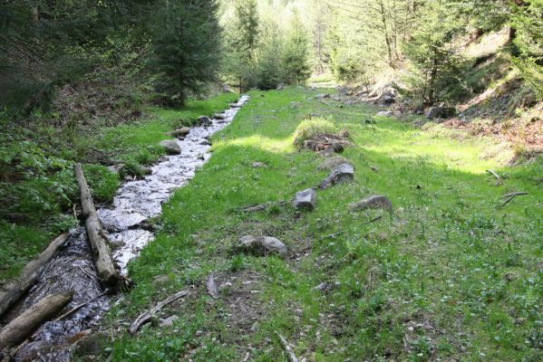 Staré Hory, 2.5.2012
Veľká Zelená.
Klíčová slova: Staré Hory Veľká Zelená Ctenicera heyeri virens