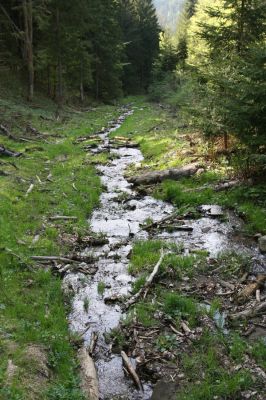 Staré Hory, 2.5.2012
Veľká Zelená.
Schlüsselwörter: Staré Hory Veľká Zelená Ctenicera heyeri virens