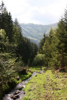 Staré Hory, 2.5.2012
Veľká Zelená.
Schlüsselwörter: Staré Hory Veľká Zelená Ctenicera heyeri virens