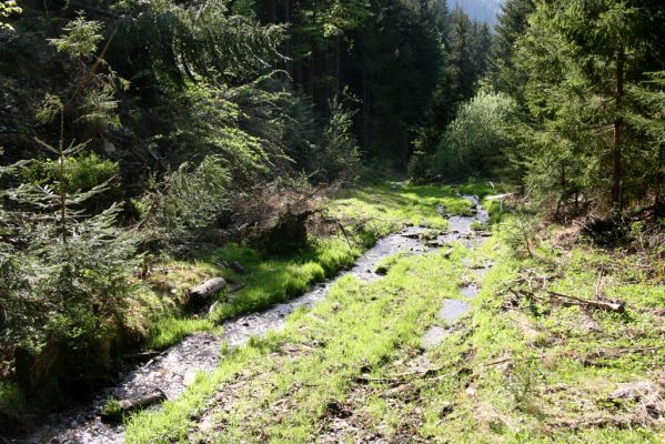 Staré Hory, 2.5.2012
Veľká Zelená.
Klíčová slova: Staré Hory Veľká Zelená Ctenicera heyeri virens