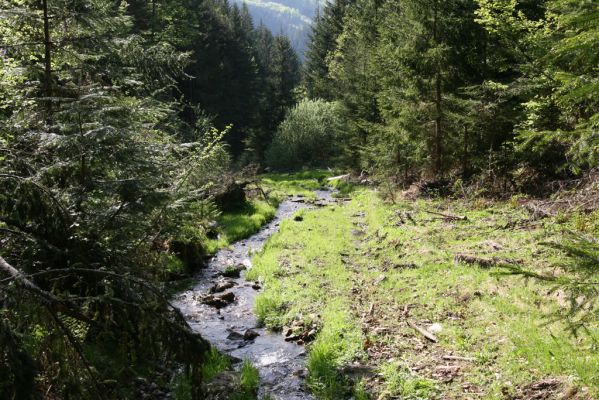 Staré Hory, 2.5.2012
Veľká Zelená.
Schlüsselwörter: Staré Hory Veľká Zelená Ctenicera heyeri virens