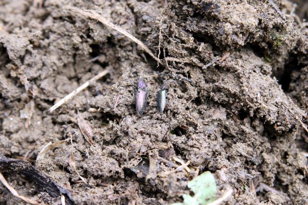 Staré Hamry, Černá, 14.4.2012
Meandry Černé Ostravice. Pár kovaříků druhu Ctenicera heyeri.
Klíčová slova: Beskydy Staré Hamry Černá Ostravice Ctenicera heyeri