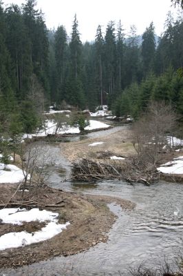 Staré Hamry, Černá, 14.4.2012
Meandry Černé Ostravice. 
Klíčová slova: Beskydy Staré Hamry Černá Ostravice Carabus variolosus Ctenicera heyeri