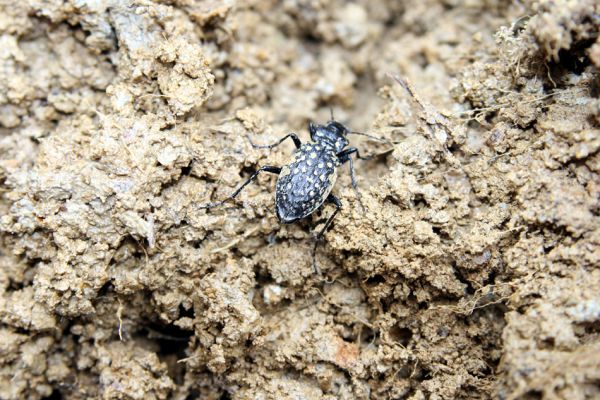 Staré Hamry, Černá, 14.4.2012
Černá Ostravice. Samice střevlíka Carabus variolosus.
Keywords: Beskydy Staré Hamry Černá Ostravice Carabus variolosus