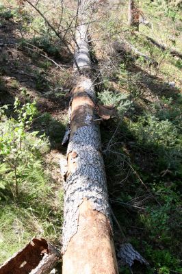 Staré Hory, 2.5.2012
Starohorské vrchy - padlý jedlový kmen na severním svahu vrchu Klopačka. 
Schlüsselwörter: Staré Hory Klopačka Cucujus haematodes