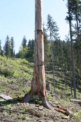 Staré Hory, 2.5.2012
Starohorské vrchy - mrtvá jedle na okraji holoseče na severním svahu vrchu Klopačka. 
Klíčová slova: Staré Hory Klopačka Cucujus haematodes Ampedus karpathicus pomorum sanguineus