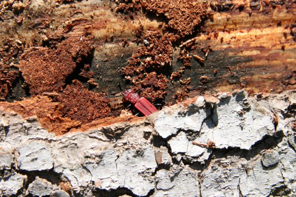 Staré Hory, 2.5.2012
Starohorské vrchy - vrch Klopačka. Lesák Cucujus haematodes pod kůrou jedle.
Schlüsselwörter: Staré Hory Klopačka Cucujus haematodes