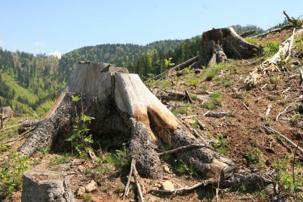 Staré Hory, 2.5.2012
Starohorské vrchy - smrkové pařezy na holoseči na severním svahu vrchu Klopačka.
Mots-clés: Staré Hory Klopačka Danosoma fasciata