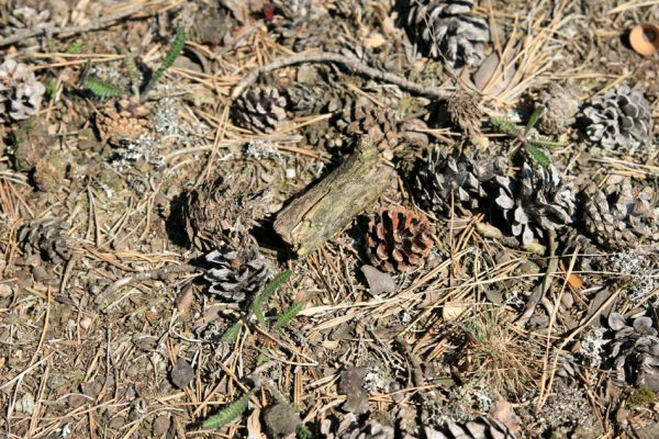 Svatá Kateřina, 14.4.2008
Borový les Nad Olšinou. Pohled na půdu pod borovicí, pokrytou jehličím a šiškami.
Klíčová slova: Svatá Kateřina Nad Olšinou Cardiophorus nigerrimus