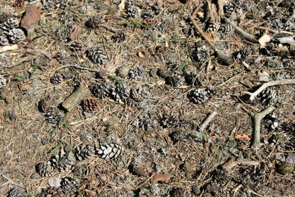 Svatá Kateřina, 14.4.2008
Borový les Nad Olšinou. Pohled na půdu pod borovicí, pokrytou jehličím a šiškami.
Mots-clés: Svatá Kateřina Nad Olšinou Cardiophorus nigerrimus