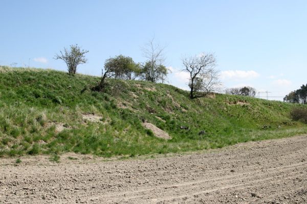 Svatá Kateřina, 14.4.2008
Mez Nad Olšinou (Loc: 49°59'57.418"N, 15°19'0.106"E). Oáza života mezi poli.
Klíčová slova: Svatá Kateřina Nad Olšinou mez