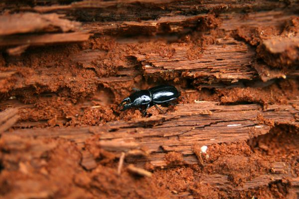 Hluboká nad Vltavou, Stará obora, 18.4.2009
Velký Kameník. Samec roháčka Ceruchus chrysomelinus v kukelní kolébce v padlém trouchnivém kmenu dubu.
Mots-clés: Hluboká nad Vltavou Stará obora Velký Kameník Ceruchus chrysomelinus