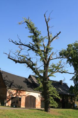 Stanovice, 26.9.2016
Duby ve Stanovicích.



Keywords: Stanovice Duby ve Stanovicích