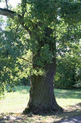 Stanovice, 26.9.2016
Duby ve Stanovicích.


Klíčová slova: Stanovice Duby ve Stanovicích