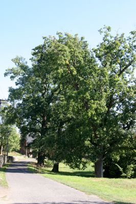 Stanovice, 26.9.2016
Duby ve Stanovicích.



Klíčová slova: Stanovice Duby ve Stanovicích