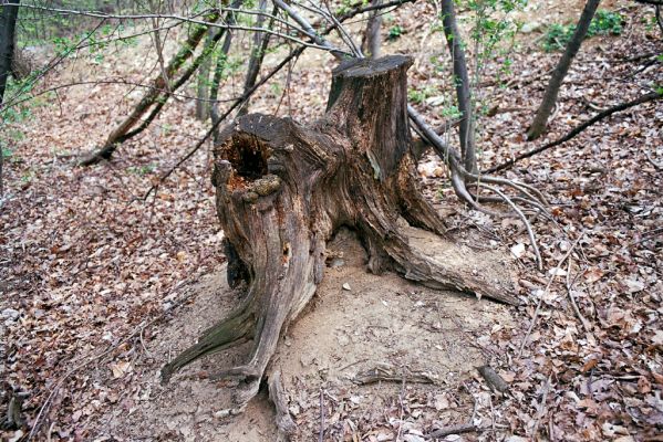 Stará Lehota, 25.4.2003
Pařez dubu u lesní cesty pod Bezovcem, osídlený kovaříky Ampedus quadrisignatus a roháčky Aesalus scarabaeoides. 
Klíčová slova: Stará Lehota Bezovec Ampedus quadrisignatus Aesalus scarabaeoides