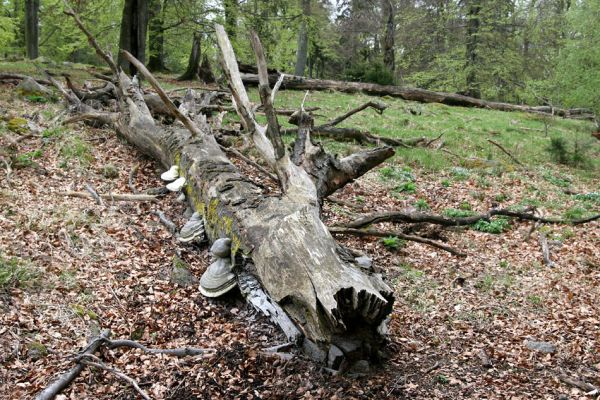 Hluboká nad Vltavou - Stará obora, 18.4.2009
Padlý buk na vrchu Velký Kameník.
Klíčová slova: Hluboká nad Vltavou Stará obora Velký Kameník