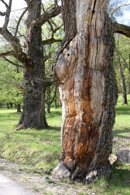 Hluboká nad Vltavou - Stará obora, 18.4.2009
Mohutné duby u Zlatěšovického rybníku.
Klíčová slova: Hluboká nad Vltavou Stará obora Zlatěšovický rybník