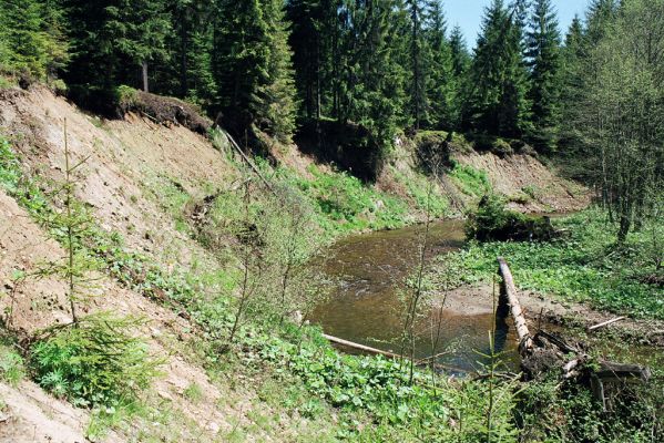 Staré Hamry, Černá, 21.5.2005
Meandry Černé Ostravice.



Mots-clés: Staré Hamry Černá Ostravice Anostirus purpureus Ctenicera virens