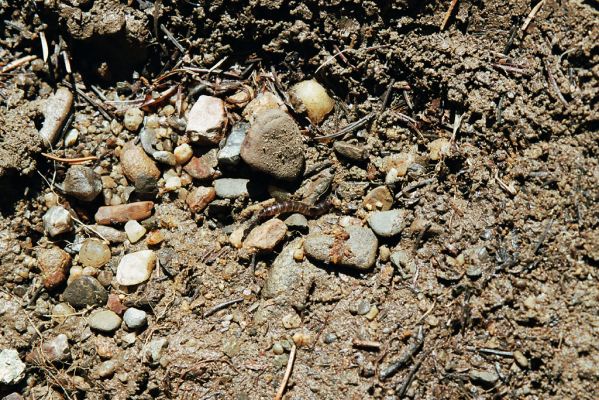 Staré Hamry, Černá, 21.5.2005
Meandry Černé Ostravice. Larva kovaříka Ctenicera heyeri.

Klíčová slova: Staré Hamry Černá Ostravice Ctenicera heyeri