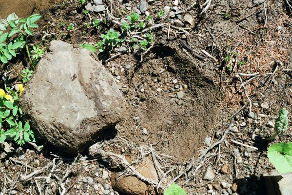 Staré Hamry, Černá, 21.5.2005
Meandry Černé Ostravice. Biotop kovaříka Ctenicera heyeri.


Klíčová slova: Staré Hamry Černá Ostravice Ctenicera heyeri