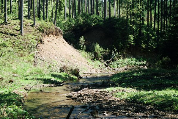 Staré Hamry, Černá, 21.5.2005
Meandry Černé Ostravice.


Klíčová slova: Staré Hamry Černá Ostravice Anostirus purpureus