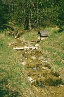 Staré Hory, 12.5.1997
Studánka u Staré Píly. 
Keywords: Staré Hory Stará píla studánka Melanotus punctolineatus