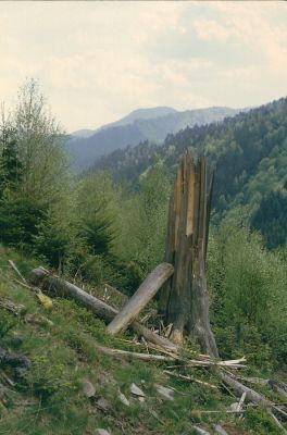 Staré Hory, 12.5.1997
Holoseč mezi Velkou Zelenou a Polkanovou.

Klíčová slova: Starohorská Dolina Staré Hory Polkanová Velká Zelená Lacon lepidopterus Danosoma fasciata Ampedus karpathicus praeustus sanguineus pomorum nigrinus erythrogonus