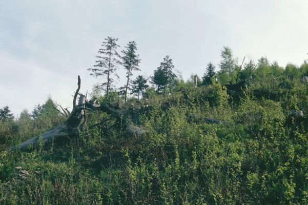Staré Hory, 12.5.1997
Holoseč mezi Velkou Zelenou a Polkanovou.



Mots-clés: Starohorská dolina Staré Hory Polkanová Velká Zelená Lacon lepidopterus Danosoma fasciata Ampedus karpathicus praeustus sanguineus pomorum nigrinus erythrogonus