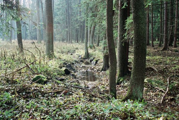 Staré Ransko, 28.10.2004
Ranská bahna.


Schlüsselwörter: Krucemburk Staré Ransko Ranská bahna