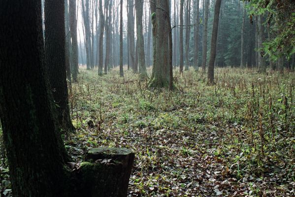 Staré Ransko, 28.10.2004
Ranská bahna.
Klíčová slova: Krucemburk Staré Ransko Ranská bahna