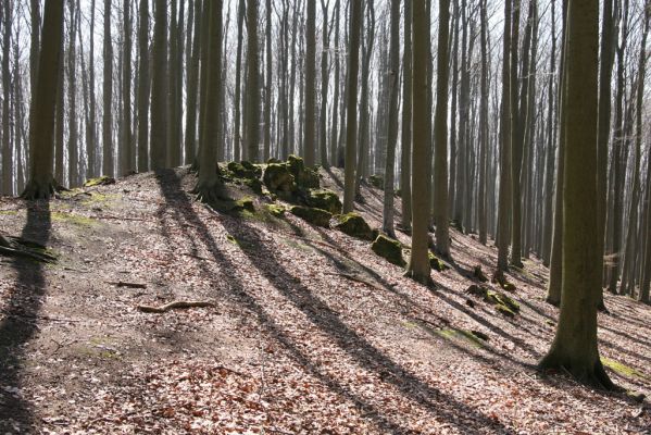 Polomené hory, 3.4.2009
Kamenitý hřbítek východně od vrchu Dub.
Klíčová slova: Staré Splavy Polomené hory vrch Dubk