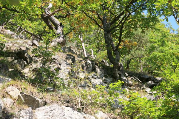 Strečno, Starý hrad, 17.9.2007
Suťový les.
Klíčová slova: Strečno Starý hrad