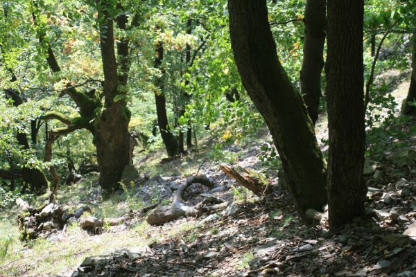 Strečno, Starý hrad, 17.9.2007
Suťový les.
Klíčová slova: Strečno Starý hrad Crepidophorus mutilatus Ischnodes sanguinicollis Ampedus hjorti praeustus Hypoganus inunctus