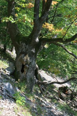 Strečno, Starý hrad, 17.9.2007
Suťový les.



Klíčová slova: Strečno Starý hrad Crepidophorus mutilatus Ischnodes sanguinicollis Ampedus hjorti praeustus Hypoganus inunctus