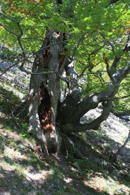 Strečno, Starý hrad, 17.9.2007
Suťový les.



Mots-clés: Strečno Starý hrad Procraerus tibialis