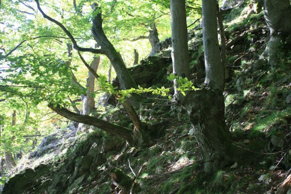 Strečno, Starý hrad, 17.9.2007
Suťový les.
Mots-clés: Strečno Starý hrad Crepidophorus mutilatus Ischnodes sanguinicollis Ampedus hjorti praeustus Hypoganus inunctus