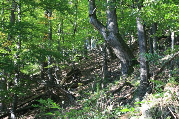 Strečno, Starý hrad, 17.9.2007
Suťový les.


Klíčová slova: Strečno Starý hrad Crepidophorus mutilatus Ischnodes sanguinicollis Ampedus hjorti praeustus Hypoganus inunctus