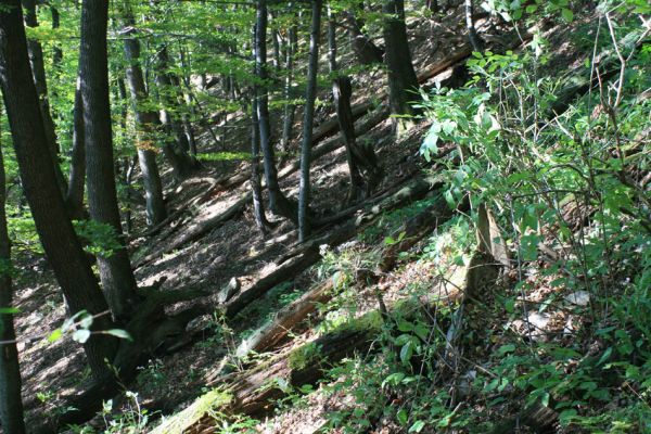 Strečno, Starý hrad, 17.9.2007
Suťový les.



Klíčová slova: Strečno Starý hrad Crepidophorus mutilatus Ischnodes sanguinicollis Ampedus hjorti praeustus Hypoganus inunctus