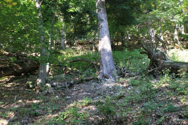 Strečno, Starý hrad, 17.9.2007
Jedlina pod vrchem Plešel.

Mots-clés: Strečno Starý hrad Plešel