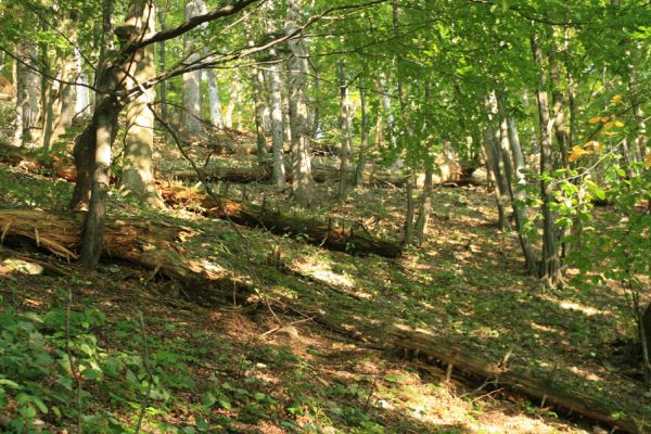 Strečno, Starý hrad, 17.9.2007
Jedlina pod vrchem Plešel.
Mots-clés: Strečno Starý hrad Plešel