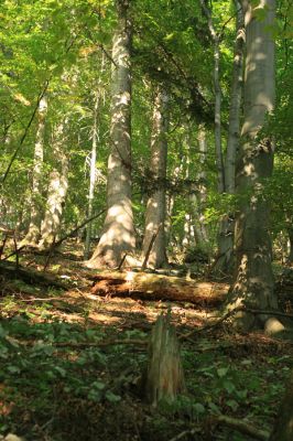 Strečno, Starý hrad, 17.9.2007
Jedlina pod vrchem Plešel.
Klíčová slova: Strečno Starý hrad Plešel