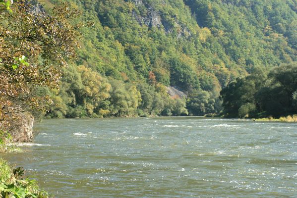 Strečno, Starý hrad, 25.9.2007
Pohled na Váh od soutoku Váhu a Hradského potoka. V pozadí suťové lesy Starého hradu.
Klíčová slova: Malá Fatra Starý hrad Váh