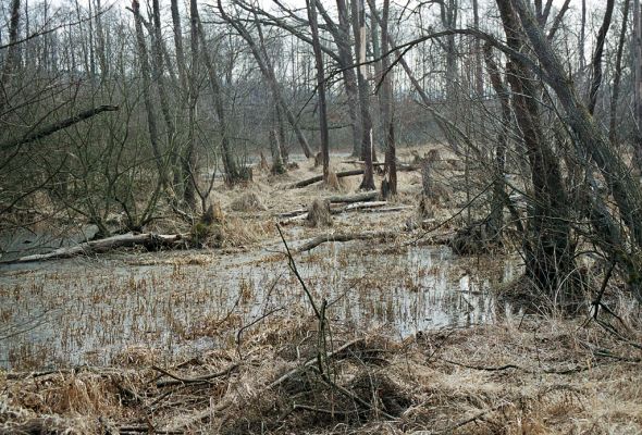 Stavenice, 5.4.2005
Kačení louka.



Klíčová slova: Moravičany Stavenice Kačení louka Ampedus pomonae pomorum